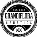 Grandiflora Genetics