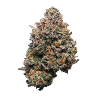 Rainbow Belts (Purple City Genetics-Cut)