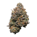 Rainbow Belts (Purple City Genetics-Cut)