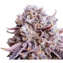 Krypton OG (Private Reserve Breeder-Cut)