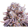 Krypton OG (Private Reserve Breeder-Cut)