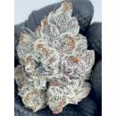 Woreoz (Mainely Organics-Cut)
