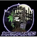 Hella Gas #98 (Mainely Genetics-Cut)