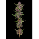 All Gas OG (fem.) – Humboldt Seed Company