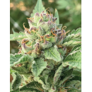 Apple Blossom (fem.) – Humboldt Seed Company