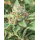 Apple Blossom (fem.) – Humboldt Seed Company