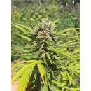 Banana Melt (fem.) – Humboldt Seed Company