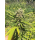 Banana Melt (fem.) – Humboldt Seed Company
