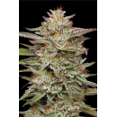 Banana OG (fem.) – Humboldt Seed Company