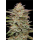 Banana OG (fem.) – Humboldt Seed Company