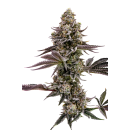 Blueberry Cupcake (fem.) – Humboldt Seed Company
