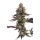 Blueberry Cupcake (fem.) – Humboldt Seed Company