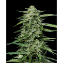 Blueberry Honey (fem.) – Humboldt Seed Company