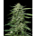 Blueberry Honey (fem.) – Humboldt Seed Company