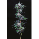 Blueberry Pancakes (fem.) – Humboldt Seed Company