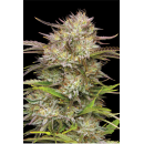 California Haze (fem.) – Humboldt Seed Company