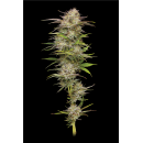 California Haze (fem.) – Humboldt Seed Company