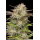 California Haze (fem.) – Humboldt Seed Company