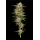 California Haze (fem.) – Humboldt Seed Company
