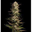 California Octane (fem.) – Humboldt Seed Company