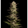 California Octane (fem.) – Humboldt Seed Company
