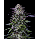 Candy Hustle (fem.) – Humboldt Seed Company