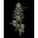 Candy Hustle (fem.) – Humboldt Seed Company