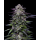 Candy Hustle (fem.) – Humboldt Seed Company