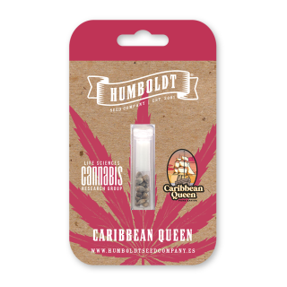Caribbean Queen (fem.) – Humboldt Seed Company