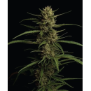 Caribbean Queen (fem.) – Humboldt Seed Company