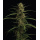 Caribbean Queen (fem.) – Humboldt Seed Company