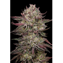 Chicken n Wafflez (fem.) – Humboldt Seed Company