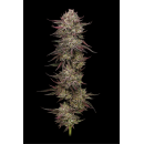 Chicken n Wafflez (fem.) – Humboldt Seed Company