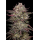 Chicken n Wafflez (fem.) – Humboldt Seed Company