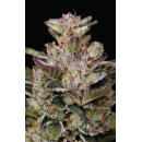 Donutz (fem.) – Humboldt Seed Company