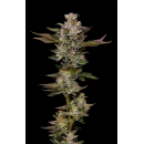 Donutz (fem.) – Humboldt Seed Company