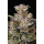 Donutz (fem.) – Humboldt Seed Company
