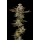 Donutz (fem.) – Humboldt Seed Company