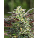 G.S. Cookies (fem.) – Humboldt Seed Company