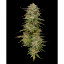 Golden Sands (fem.) – Humboldt Seed Company