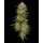 Golden Sands (fem.) – Humboldt Seed Company