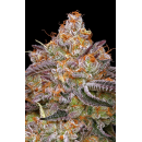 Granny Candy (fem.) – Humboldt Seed Company