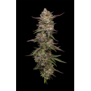 Guzzlerz (fem.) – Humboldt Seed Company
