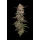 Guzzlerz (fem.) – Humboldt Seed Company