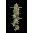 Hella Jelly (fem.) – Humboldt Seed Company