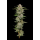 Hella Jelly (fem.) – Humboldt Seed Company