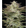 Jelly Donutz (fem.) – Humboldt Seed Company