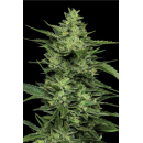 Limez (fem.) – Humboldt Seed Company