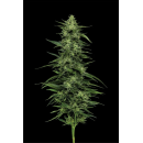 Limez (fem.) – Humboldt Seed Company
