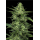 Limez (fem.) – Humboldt Seed Company